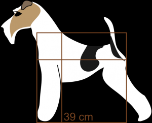 743px-proportions_of_wire_fox_terrier.png